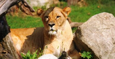 Leona en el Zoo de Barcelona