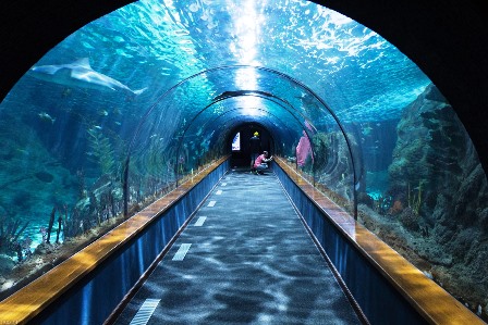 Túnel de tiburones Aquarium de Barcelona