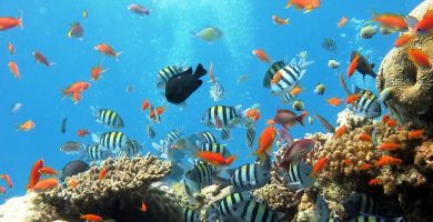 Aquarium de Barcelona en el Port Vell